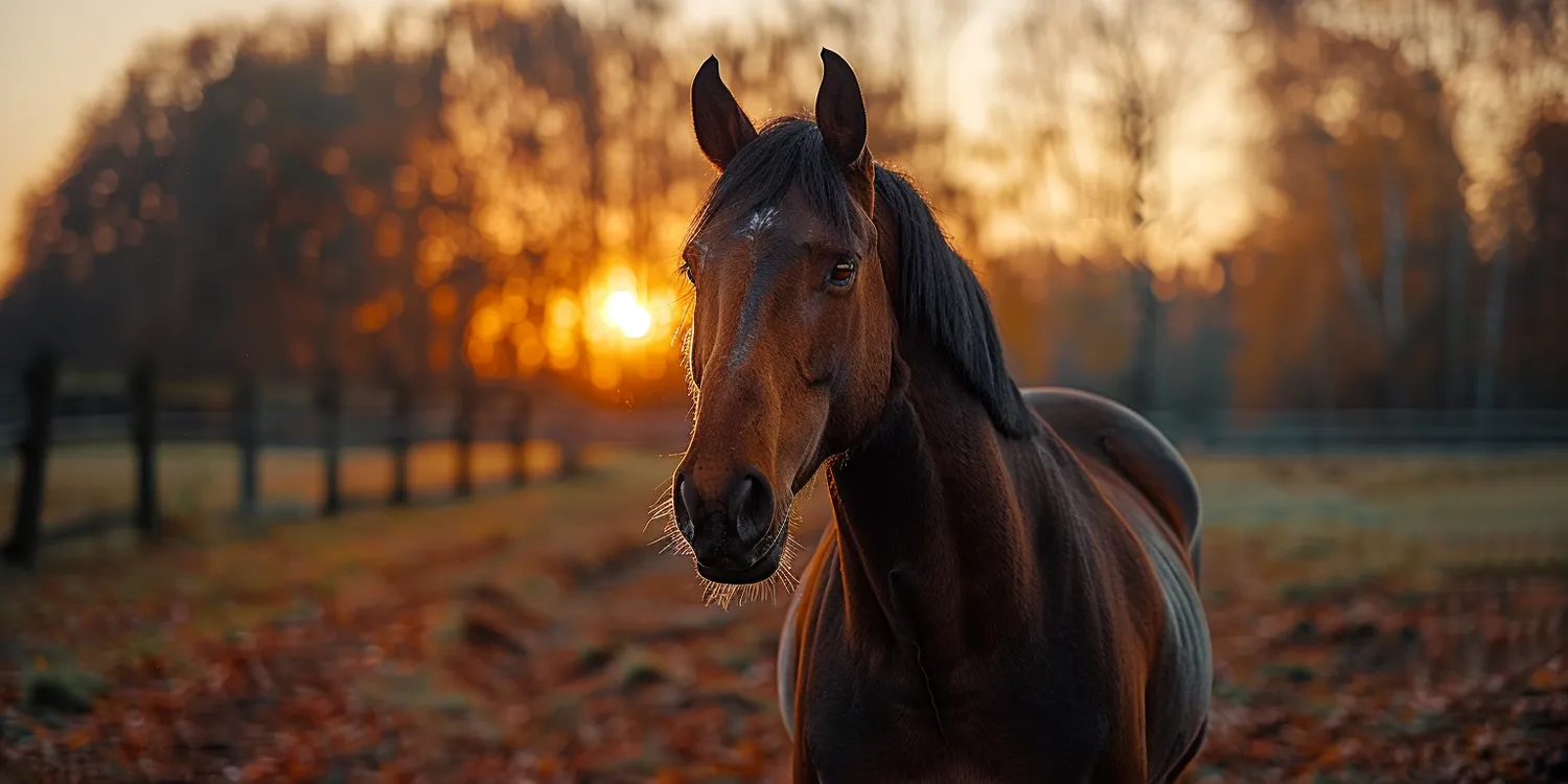Jak godnie pożegnać się ze swoim zwierzęcym pupilem?