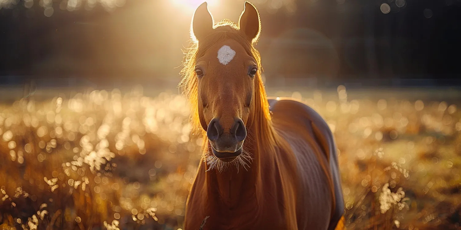 Jak pożegnać się ze swoim pupilem?
